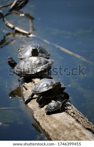 The Relatives and the Child Water Turtle on a piece of wood