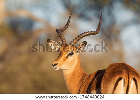 Impala (Aepyceros melampus), male, Okavango Delta, Moremi Game Reserve, Botswana