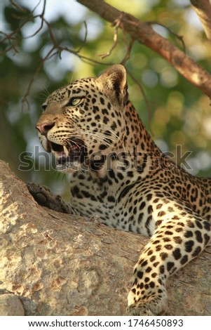 Leopard lying on a branch of a tree