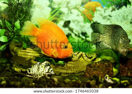 goldfish in a beautiful home aquarium