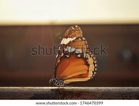 colorful butterfly defining the meaning of beauty