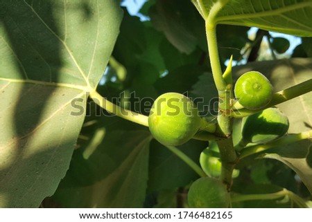 Raw Fig fruits before ripe and harvesting 