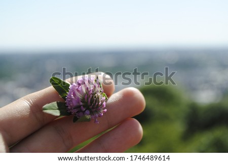 summer clover on the hand with bright light