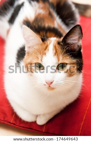 Young three-colored cat lying on the red pillow