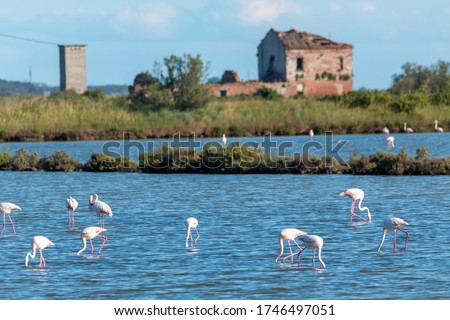 regional park delta del po river marshes and nature reserves europe