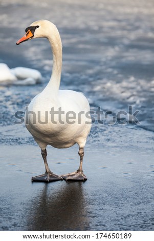 Mute Swan walking in the natural winter environment.