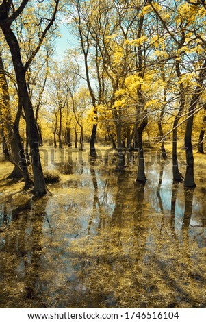 Yellow autumn trees, reflection in water