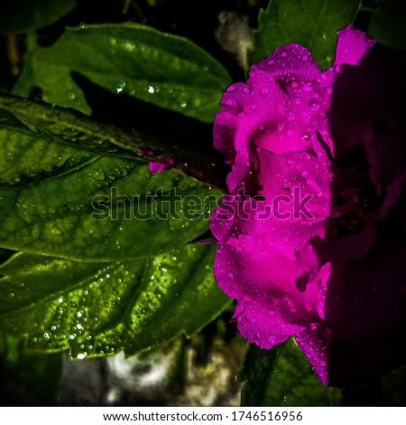 Tiny water droplets glowing the petals of vibrant magenta flower,selectively focused,sharpened image.