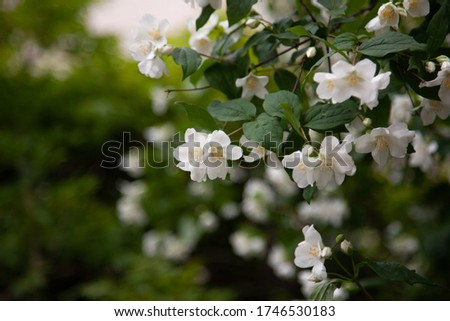 White Jasmine flower with green leaf nature background,fragrant smell good for aroma oil,Satin-wood,Cosmetic bark tree