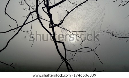 
Dry branches with spider web on a cloudy day.