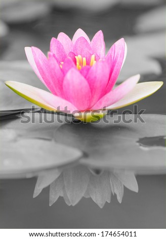 Pink Water Lily in Black and White Background