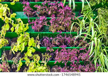Wall of flowering plants. Background of greenery on a flat lay