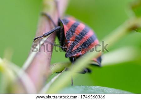 Soft focus of a red and black striped stink bug with blurry green background.Graphosoma lineatum