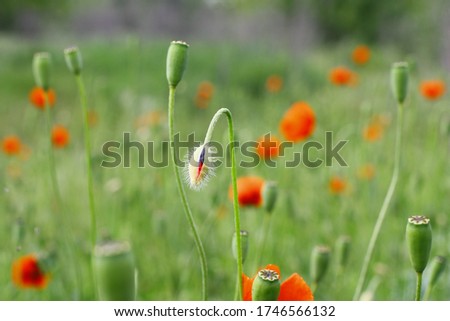 red poppies among green grass
