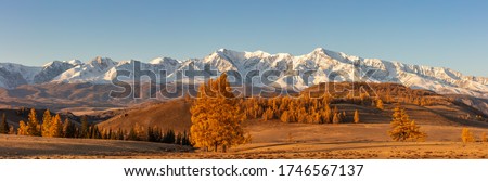 Beautiful panorama with a valley full of golden trees in the foreground and white snowy mountains  in the background. Sunrise. Altai mountains. Golden hour 