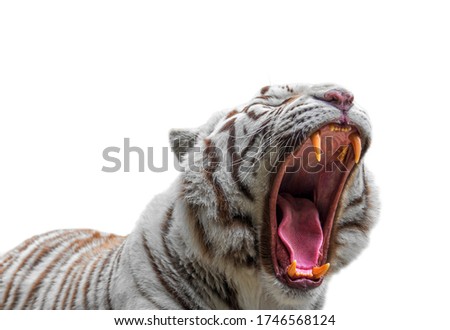 Close-up of growling white tiger / bleached tiger (Panthera tigris) pigmentation variant of the Bengal tiger, showing large canines and tongue, against white background