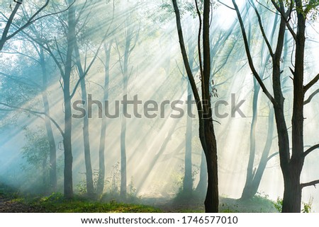 Morning fog in fairy tail like wonderful summer forest. Sunlight going through forest making beautiful shadows and mystical atmosphere.