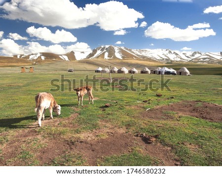 The ger camp in a large meadow at Song kul lake , Naryn of Kyrgyzstan