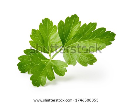 Parsley leaf isolated on white background Royalty-Free Stock Photo #1746588353