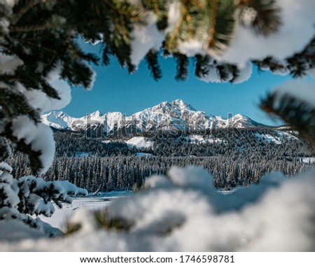 framed image of pyramid mountain through a pine tree