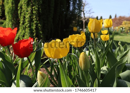 Amsterdam tulip in the garden 