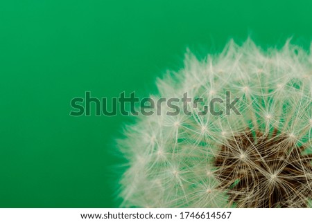 Dandelion flower head. White dandelion on green background. Macro photo. Detail of plant.