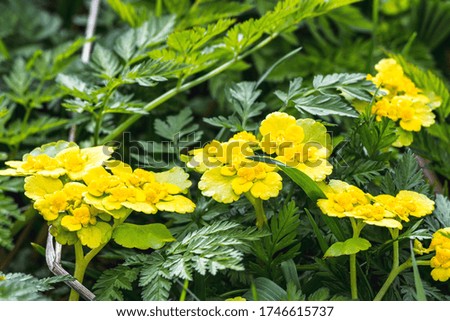 Line of yellow flowers on a background of green grass