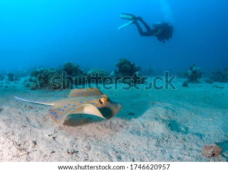 Bluespotted stingray and scuba diver. 