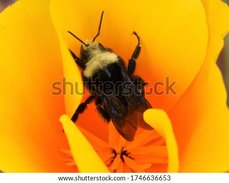 Macro picture of bee in a golden poppy.