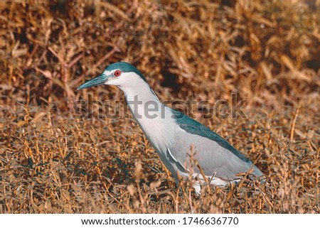 The black-crowned night heron, or black-capped night heron is a medium-sized heron found throughout a large part of the world.They're most active at night or at dusk.