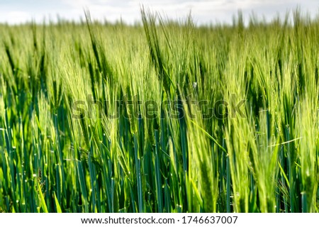 wheat field in spring, selective focus, shallow depth of field"
