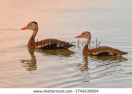 The black-bellied whistling duck, formerly called the black-bellied tree duck, is a whistling duck that breeds from the southernmost United States and tropical Central to south-central South America. Royalty-Free Stock Photo #1746638804