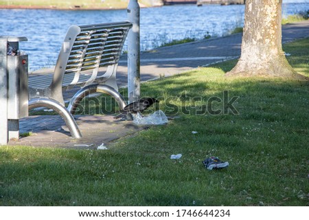 a black crow eats the discarded garbage next to a park bench