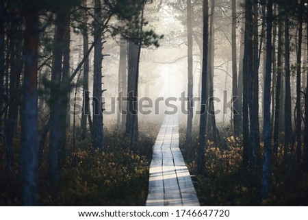 A wooden pathway trough the coniferous forest in a thick mysterious fog at sunrise. Cenas tirelis, Latvia. Sunlight through the old tree trunks. Idyllic autumn landscape. Natural tunnel, fairy scene