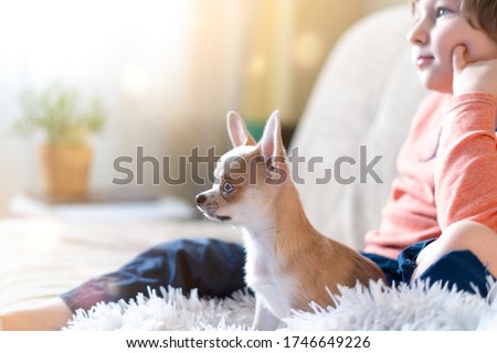 Puppy chihuahua and child boy watching movie together, sitting on sofa entertaining in living room. Caucasian kid and dog enjoying free leisure time at home on couch