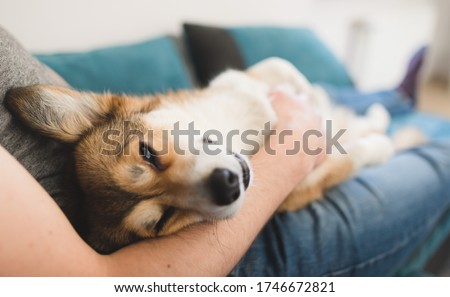 Welsh corgi pembroke dog being cuddled by the owner on the sofa Royalty-Free Stock Photo #1746672821