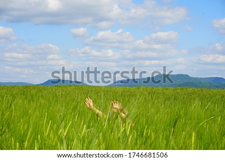 Amazing view with the man who stretches his hands from a wheat field to the sky from the hand of the tips in the sunlight. Farmer going through field controls on wheat. Wheat sprouts in the hand of th Royalty-Free Stock Photo #1746681506