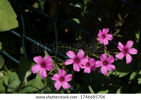Close up of Pink Oxalis crassipes 
Rosea flowers in a flower bed