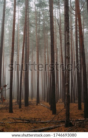 Pine foggy forest. Morning in nature. Rainy wet cloudy day. Autumn.