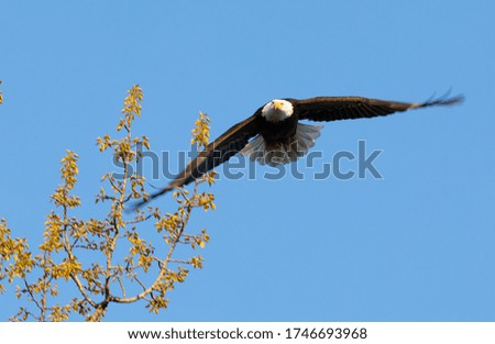 American bald eagle flying from trees