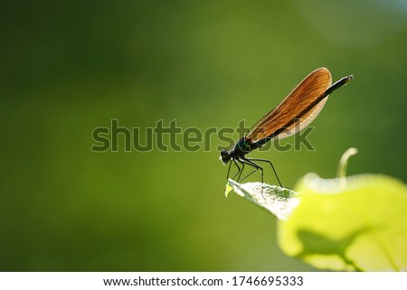 A beautiful damoiselle resting on a leaf        Royalty-Free Stock Photo #1746695333