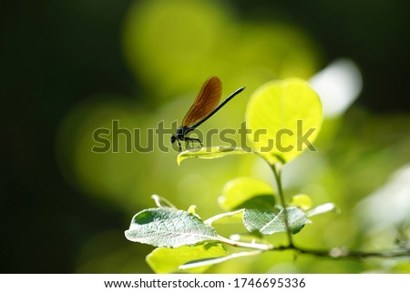 A beautiful damoiselle resting on a leaf        Royalty-Free Stock Photo #1746695336