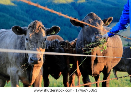 New Zealand cattle by fence at sunset
