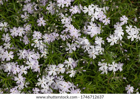 Fresh white spring flowers grow among green grass
