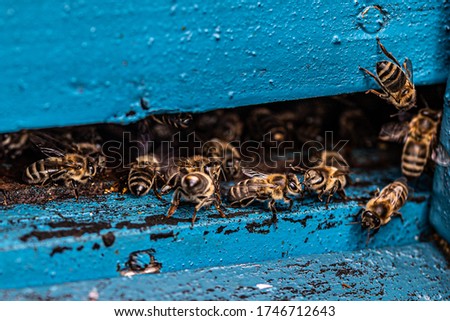 Picture of bees in the hive outlet