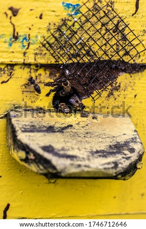 Picture of bees in the hive outlet