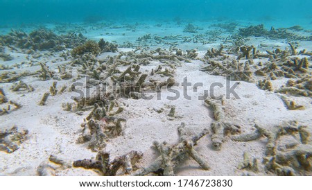 UNDERWATER, CLOSE UP: Global warming is damaging the once lush tropical marine life in Asia. Sad view of a devastated bleached exotic coral reef in the Maldives. Dead coral reef near Himmafushi. Royalty-Free Stock Photo #1746723830