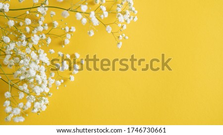 small dot flowers. white summer flower on yellow background with space for text. write you flower store message Royalty-Free Stock Photo #1746730661
