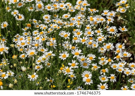 Daisies Blooming camomile field, camomile flowers on a meadow in summer, selective focus, blur. Beautiful nature scene on a sun day. Natural meadow background