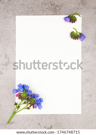 Blue violet tender minimalist spring flower on neutral grey marble stone background and white paper with free blank copy space for text. Ready design template for card, invitations, wedding decor.